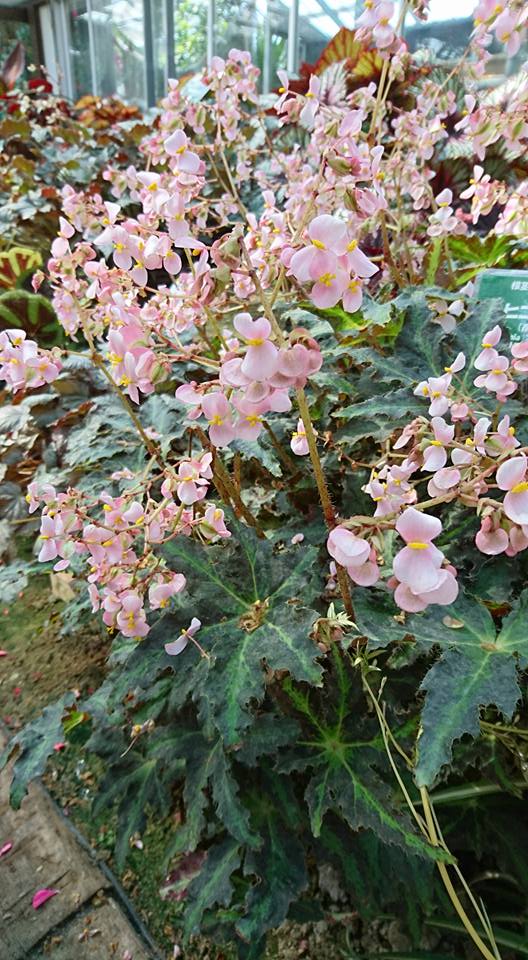 B. ‘Hikoboshi’